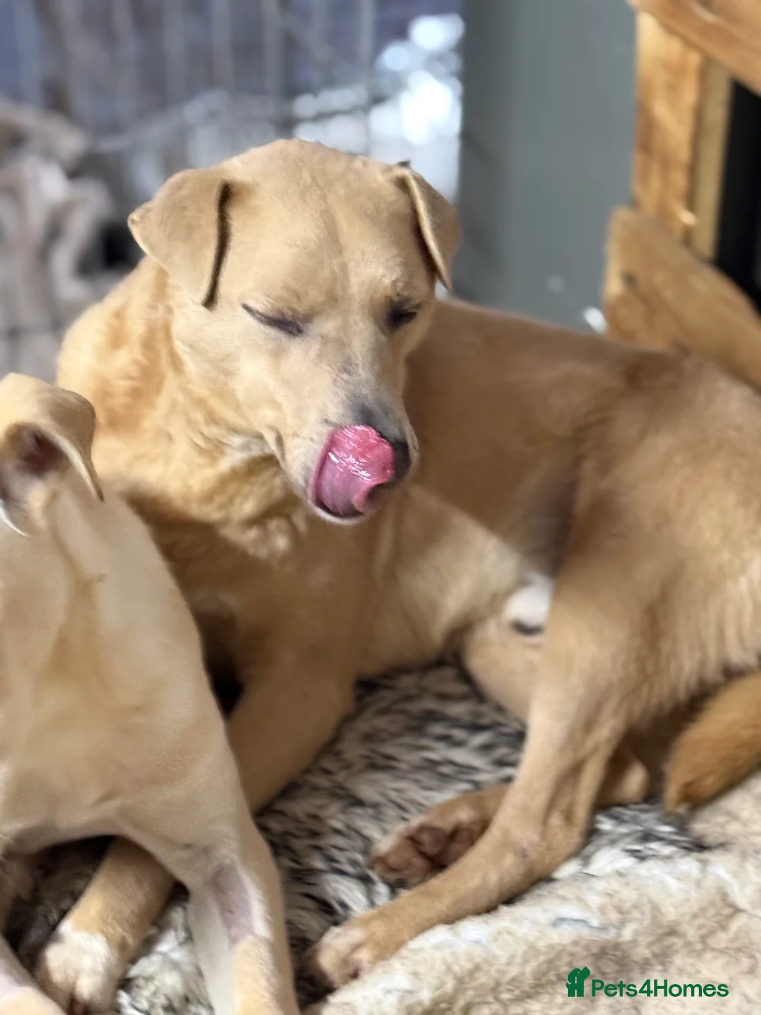 Mixed Breed dogs for adoption: Sweet Locky Looking for LOVE - Advert 9