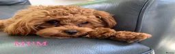 Cavapoo dogs for sale: Stunning Red F1b Cavapoo Puppies  - Advert 5