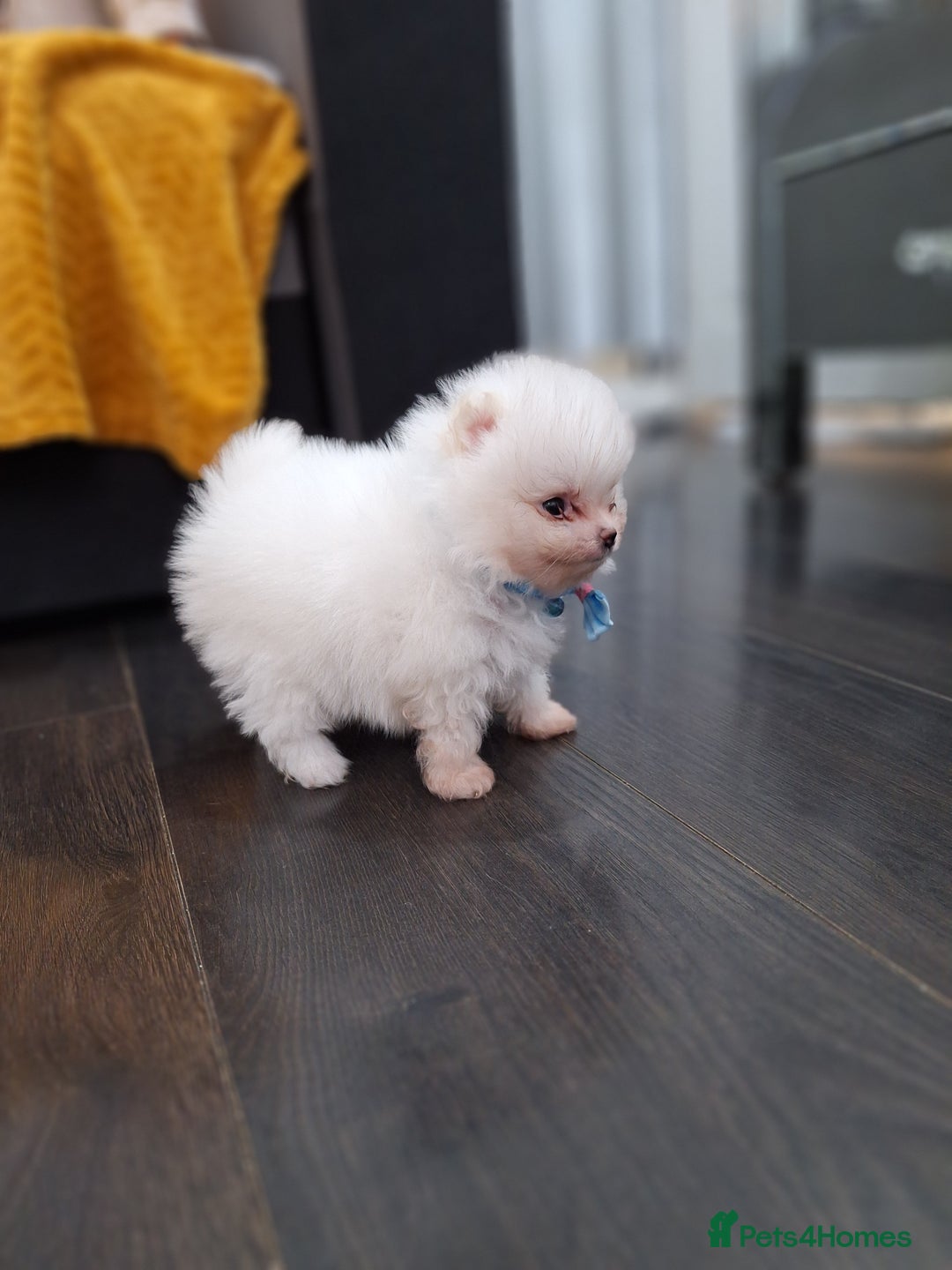 Pomeranian dogs for sale: Exellent quality mini ** pomeranian puppies  - Image 17