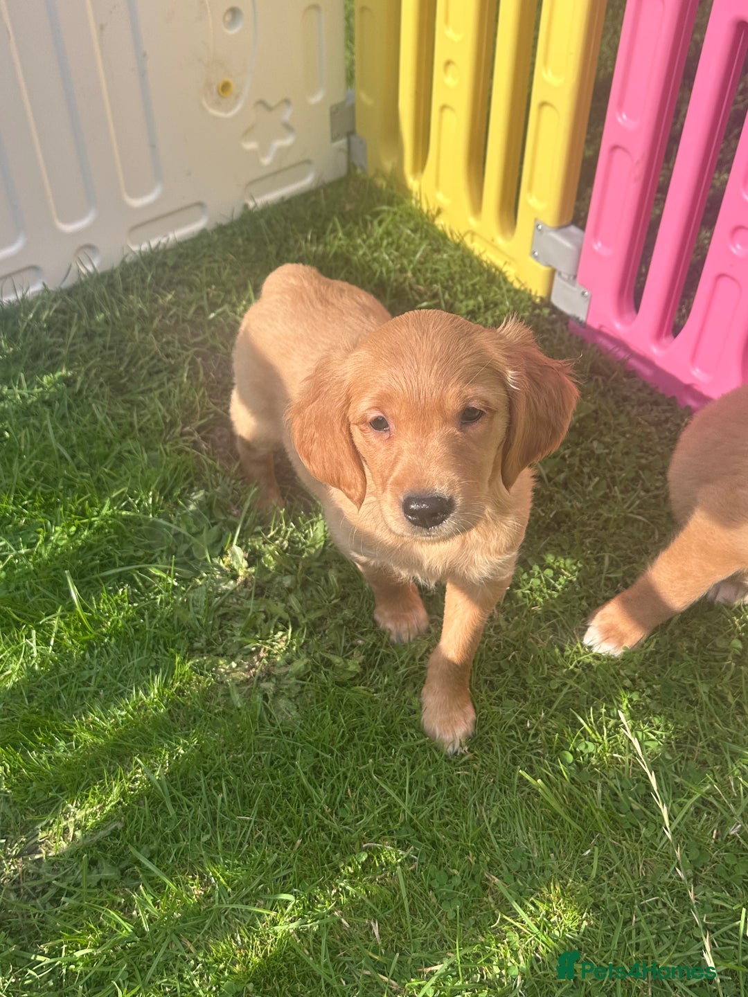Golden Retriever dogs for sale: Ready to leave Working deep (red) puppies - Image 12