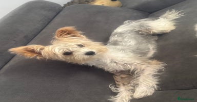Yorkshire Terrier dogs - Advert 7