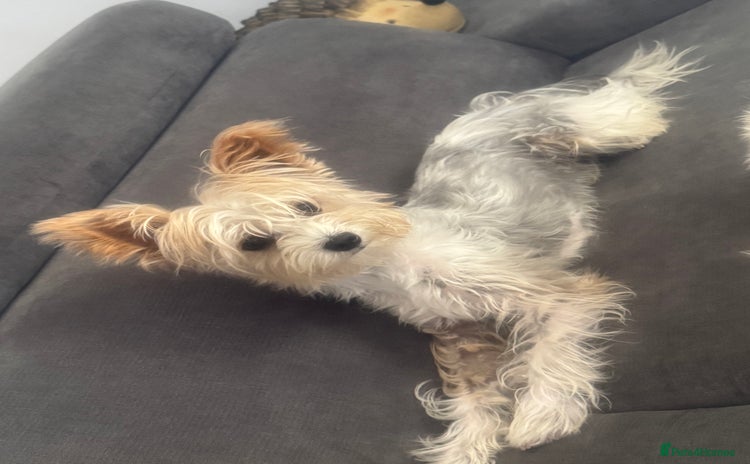 Yorkshire Terrier dogs - Advert 5