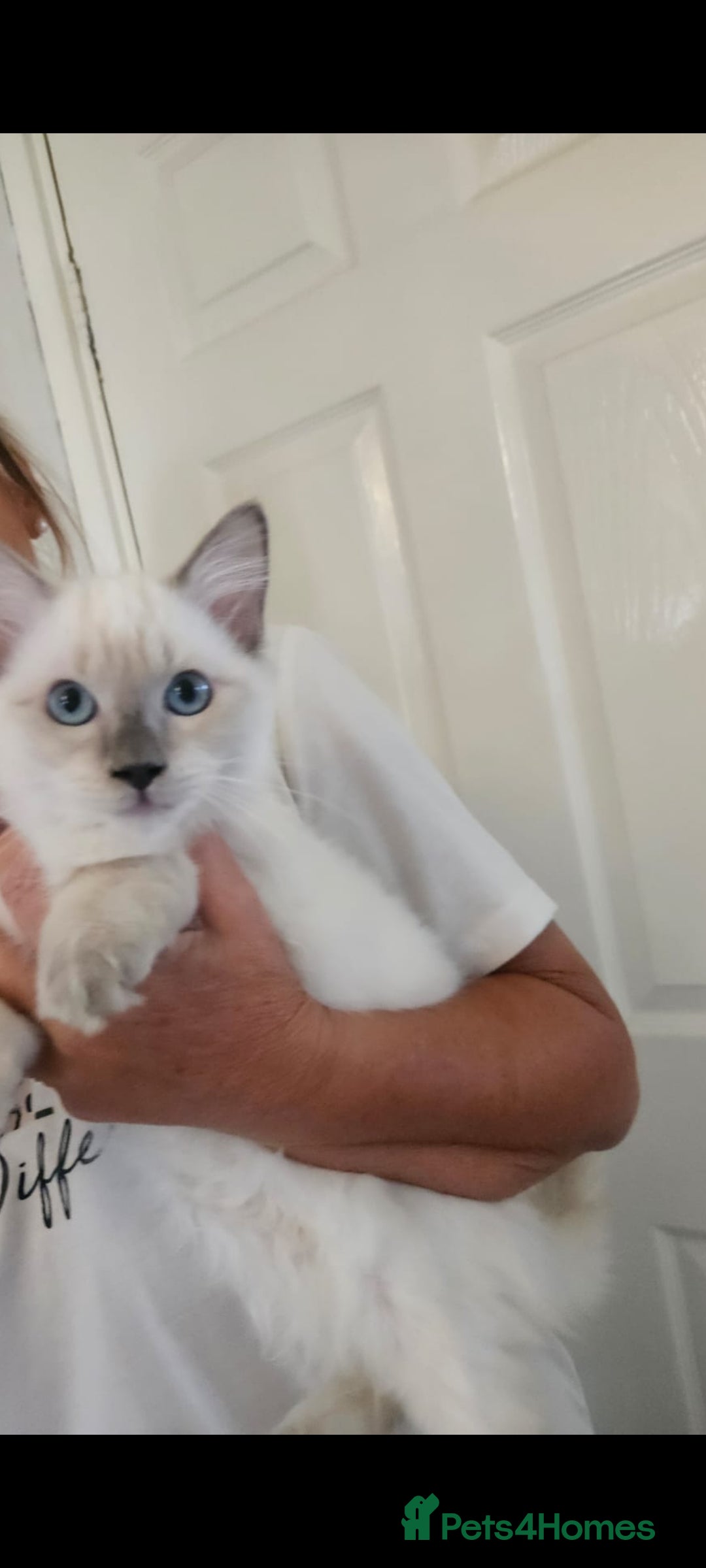Ragdoll cats for sale: Ragdoll female kitten 16 weeks old - Image 1