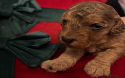 Cockapoo dogs for sale: ⭐️OUTSTANDING, HIGH QUALITY Cockapoo F1B Puppies⭐️ - Advert 2