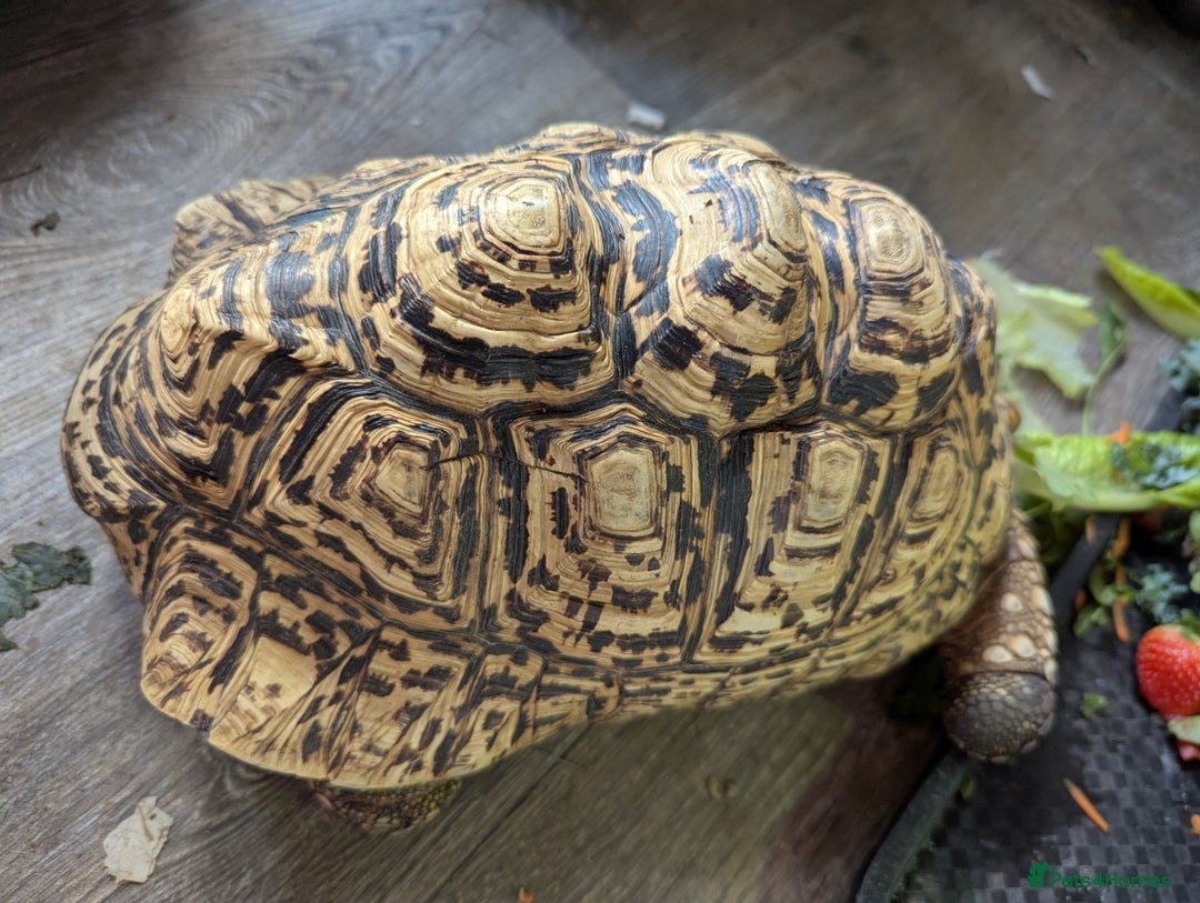 Tortoise reptiles for sale: Breeding pr leopard tortoises. 24 yrs old. Gravid - Image 5