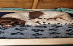 English Springer Spaniel dogs for sale: 1 boy springer spaniel  - Image 7