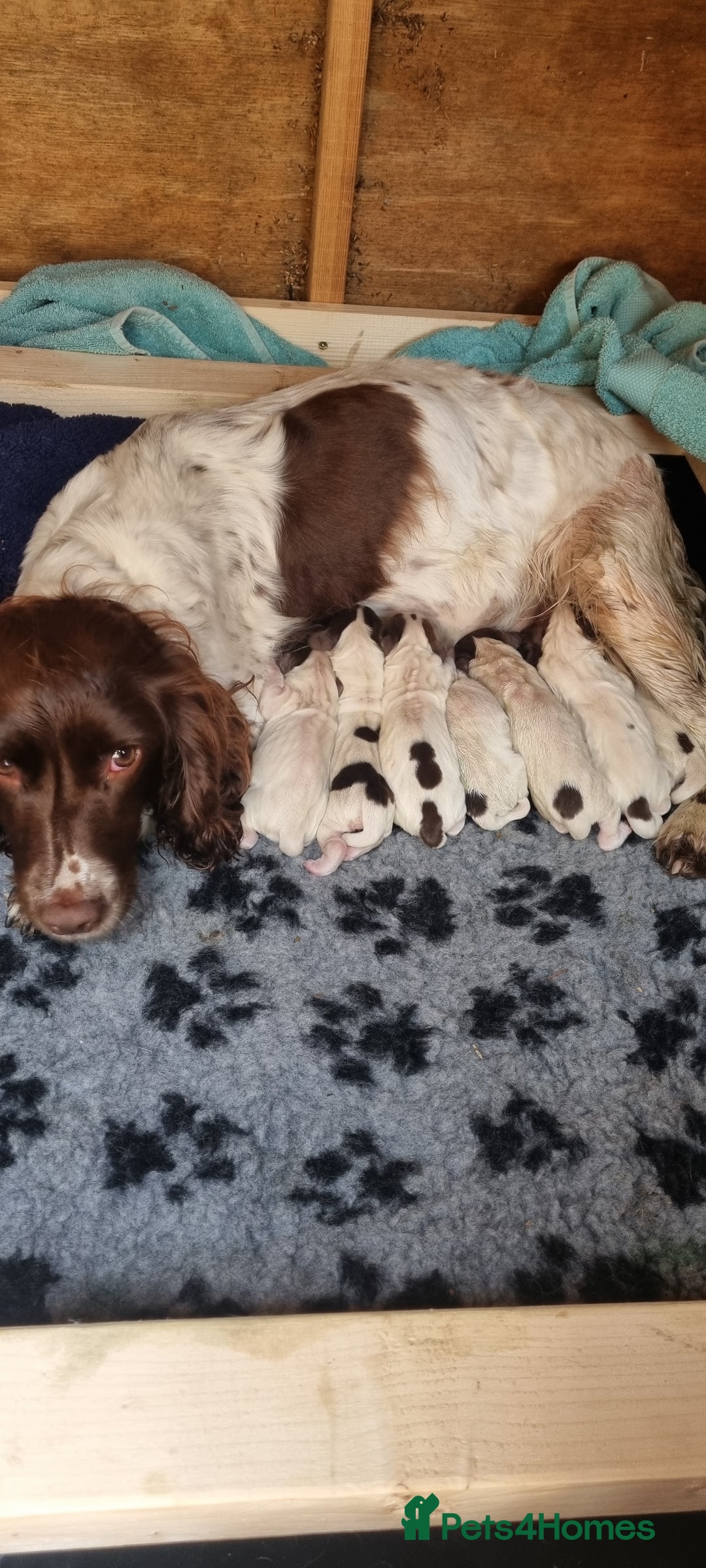 English Springer Spaniel dogs for sale: 1 boy springer spaniel  - Image 7