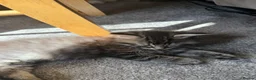 Mixed Breed cats for sale: Tabby kittens looking for there forever home - Advert 4