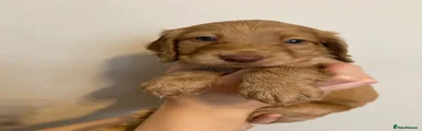 Cocker Spaniel 1