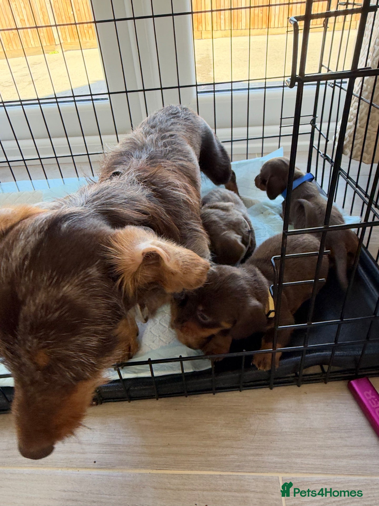 Dachshund dogs Dachshunds - Advert 4