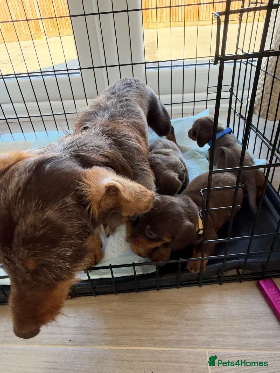 Dachshund dogs for sale: Dachshunds - Advert 1