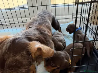 Dachshund dogs Dachshunds - Advert 5