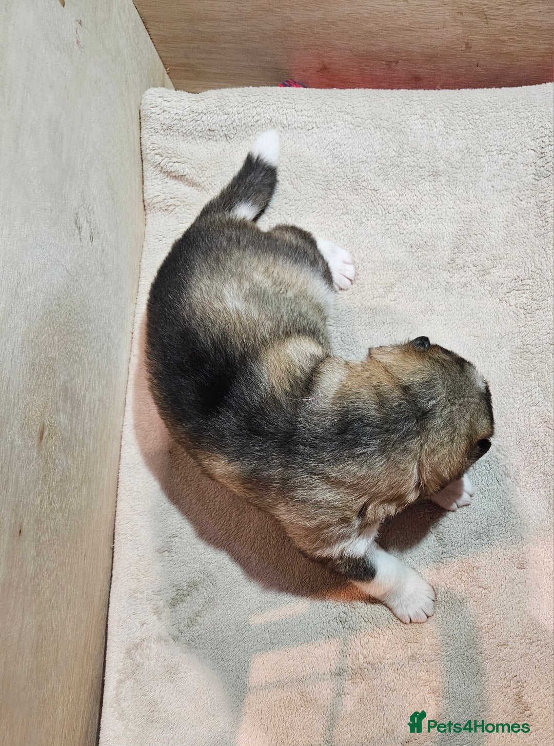 Alaskan Malamute dogs for sale: Litter B  - Advert 12