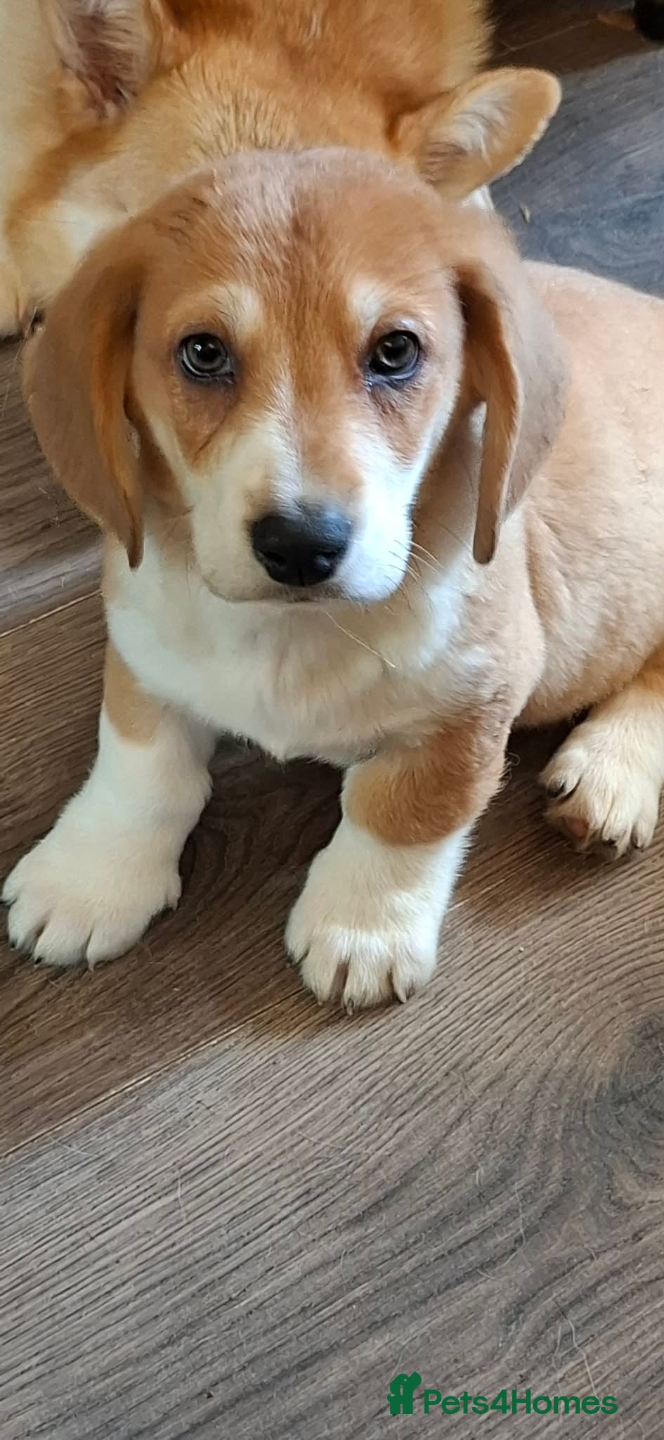 Mixed Breed dogs Beautiful Corgi cross basset pups 🐾 - Advert 2