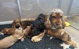 Cockapoo dogs for sale: F1 COCKAPOO PUPPIES 5🌟 LICENSED BREEDER  - Image 15