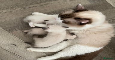 Ragdoll cats - Advert 13