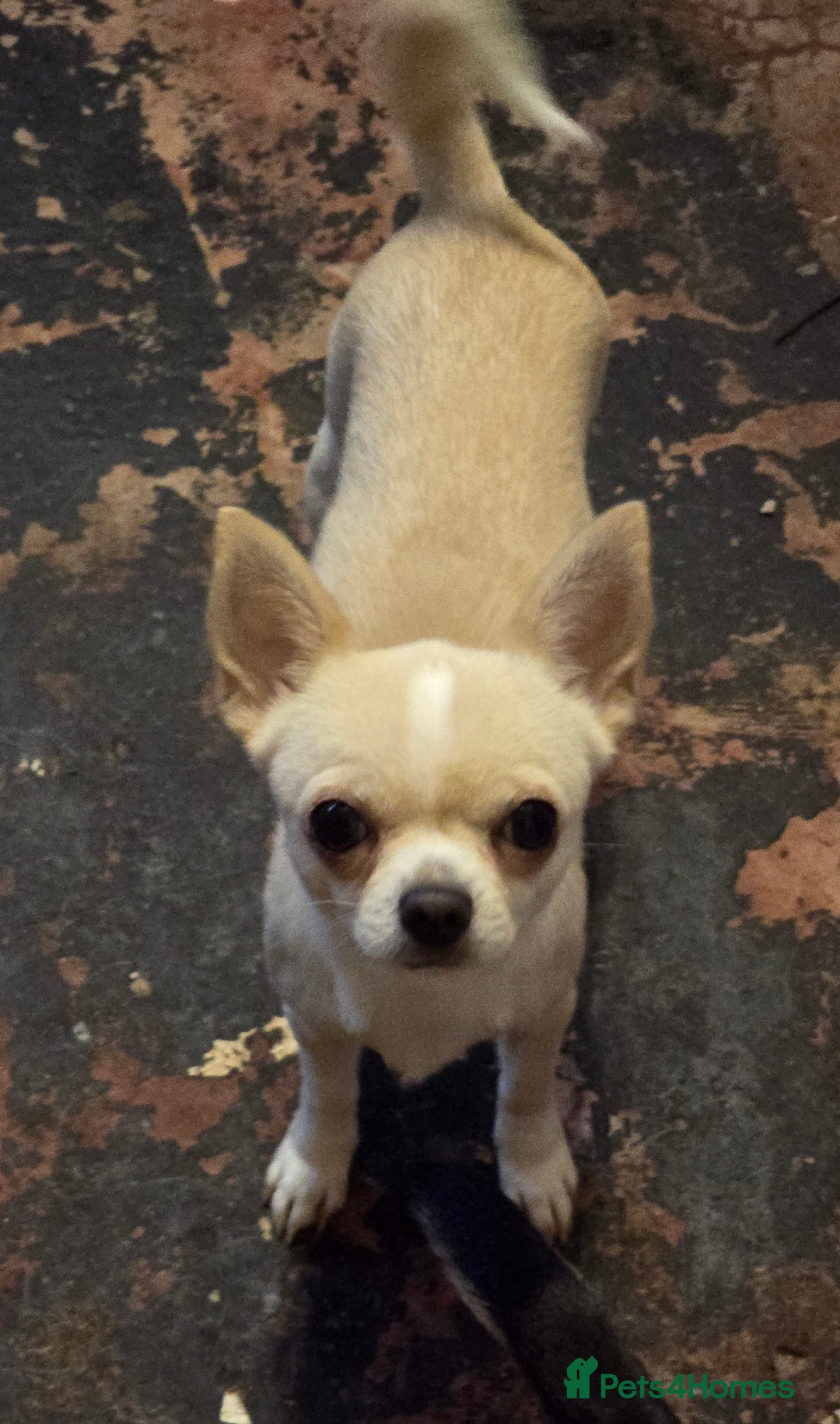 Chihuahua dogs for sale: Smoothcoat Chihuahua boy - Advert 2