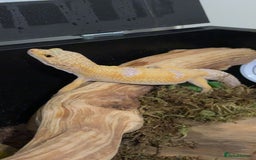 Leopard Gecko reptiles for sale: Leopard gecko - Image 2