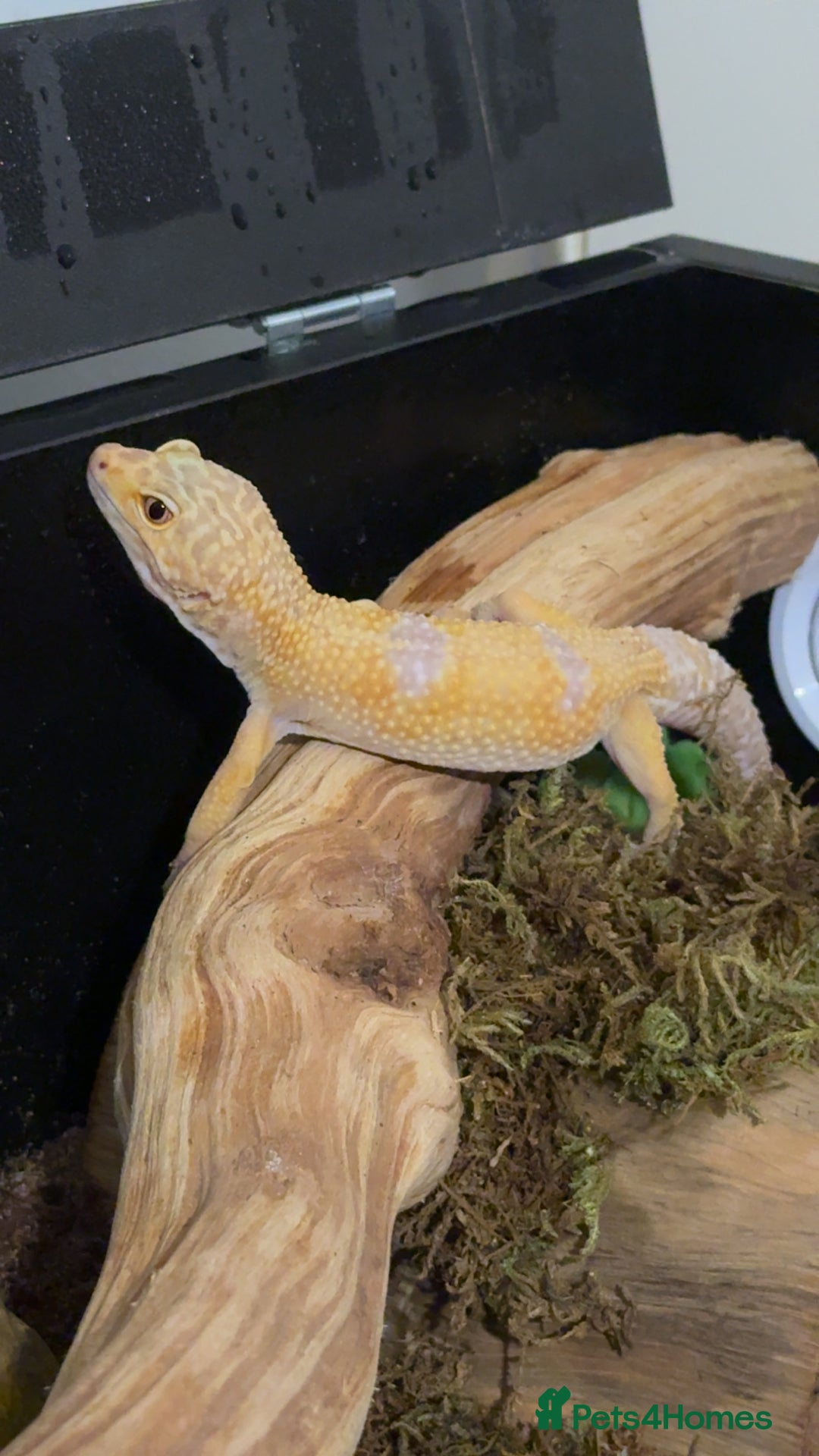 Leopard Gecko reptiles for sale: Leopard gecko - Image 2