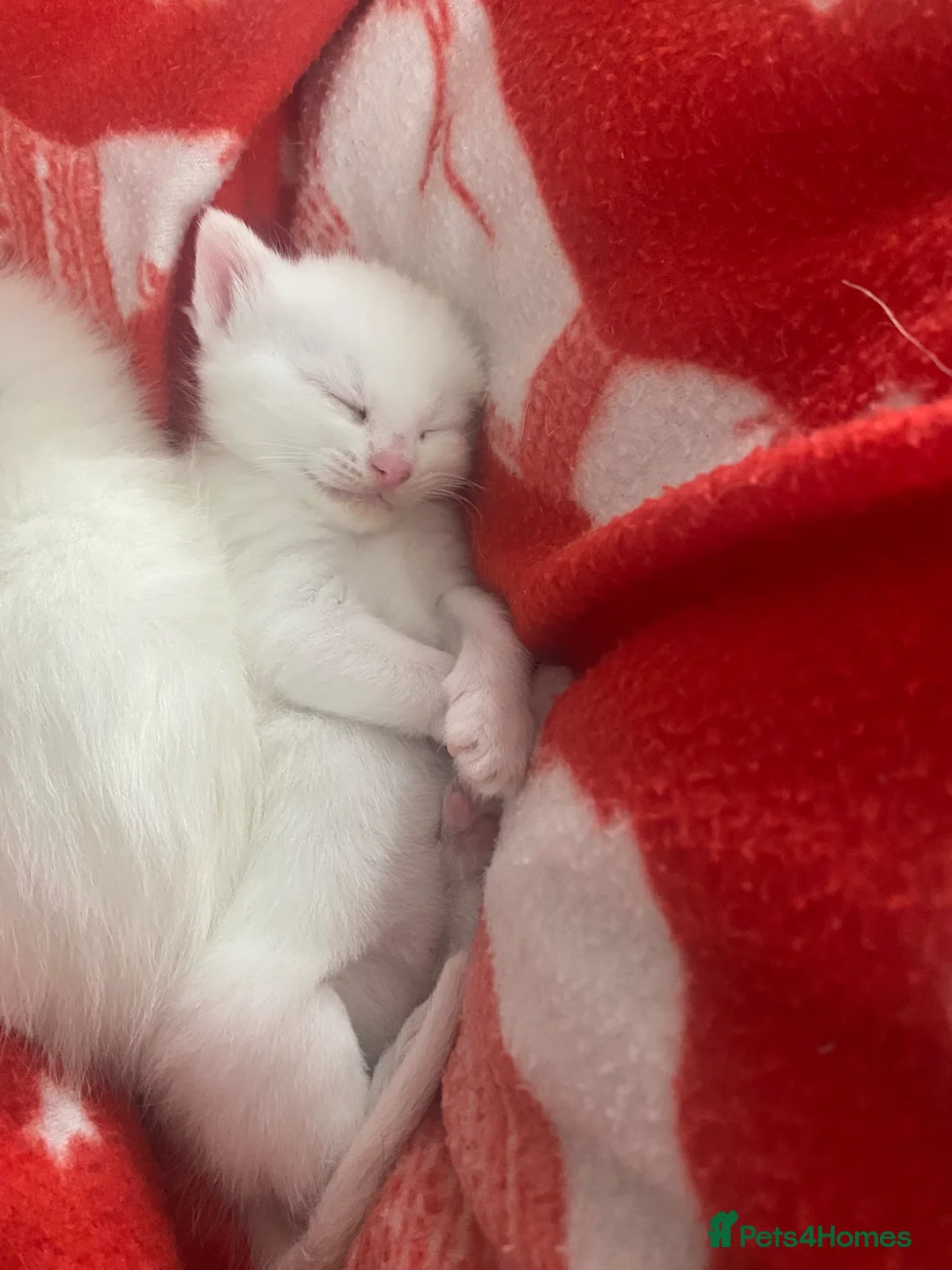 Bengal cats for sale: Snow Bengal/ khao manee kittens - Advert 15