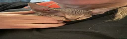 Sphynx cats for sale: Sphynx Kittens - Advert 19