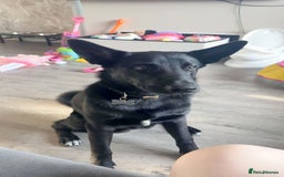 Mixed Breed dogs for adoption: BUDDY - 6 Months Old, Needs a New Home - Image 3