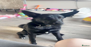 Mixed Breed dogs - Advert 4