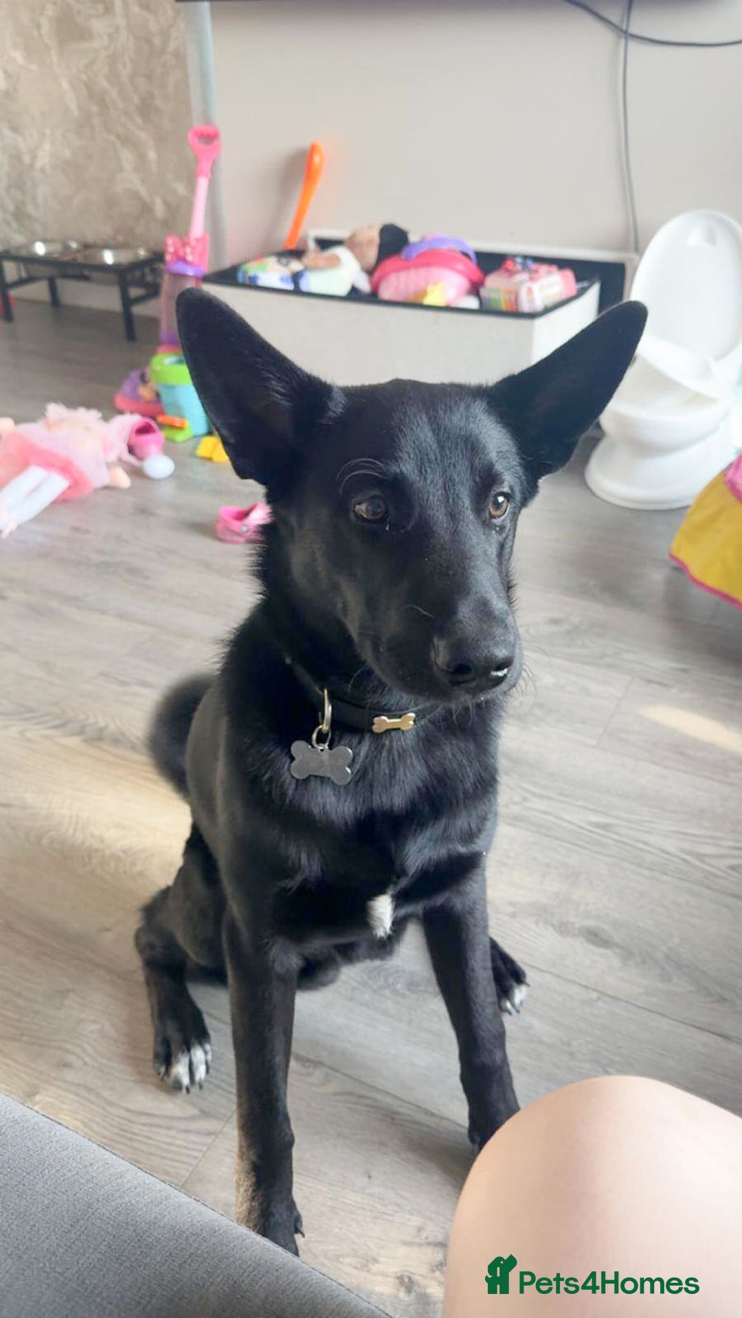 Mixed Breed dogs for adoption: BUDDY - 6 Months Old, Needs a New Home - Image 3