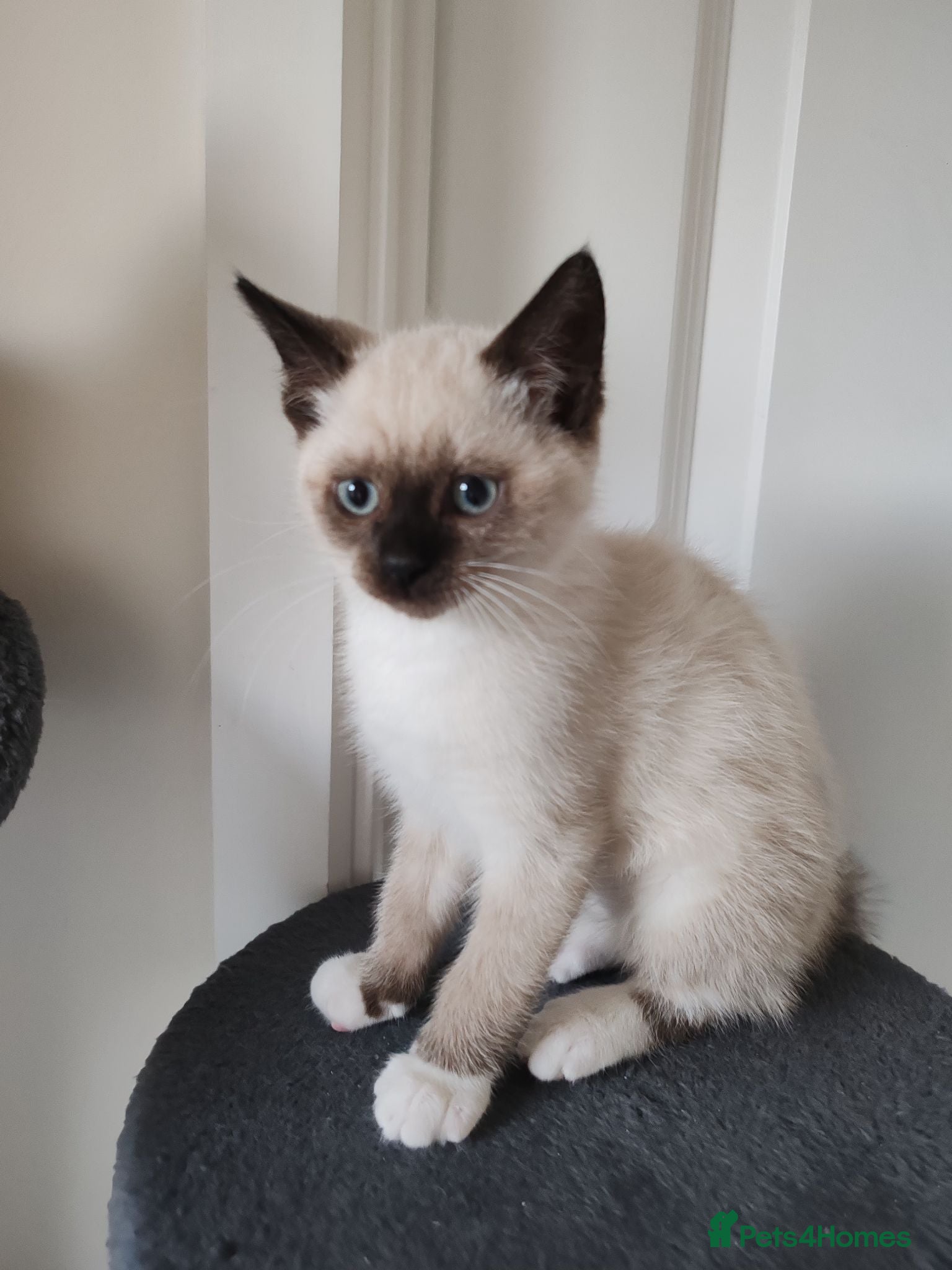 Siamese cats ❤️❤️❤️ Adorable blue-point Siamese kittens ❤️❤️❤️  - Advert 14
