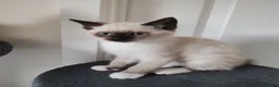 Siamese cats for sale: ❤️❤️❤️ Adorable blue-point Siamese kittens ❤️❤️❤️  - Advert 5