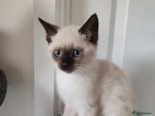 Siamese cats ❤️❤️❤️ Adorable blue-point Siamese kittens ❤️❤️❤️ - Advert 3