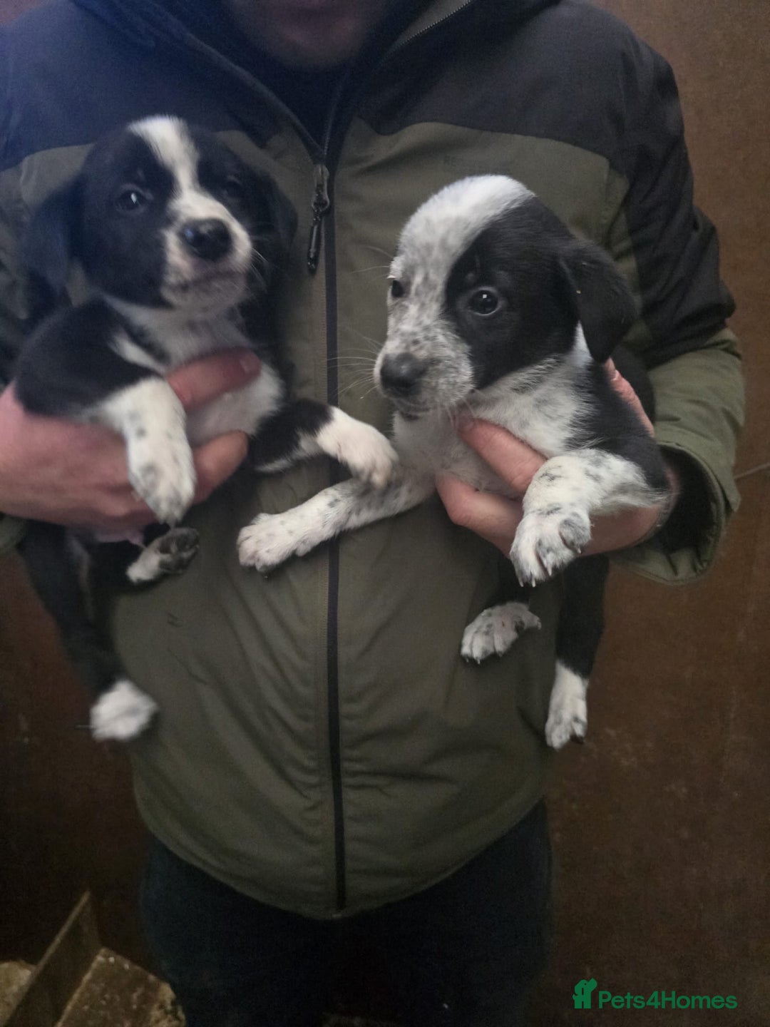 Mixed Breed dogs for sale: Collie whippet puppies  - Advert 4