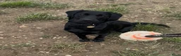 Cockerdor dogs for sale: Gorgeous black 9 month old male Cockador  - Advert 2