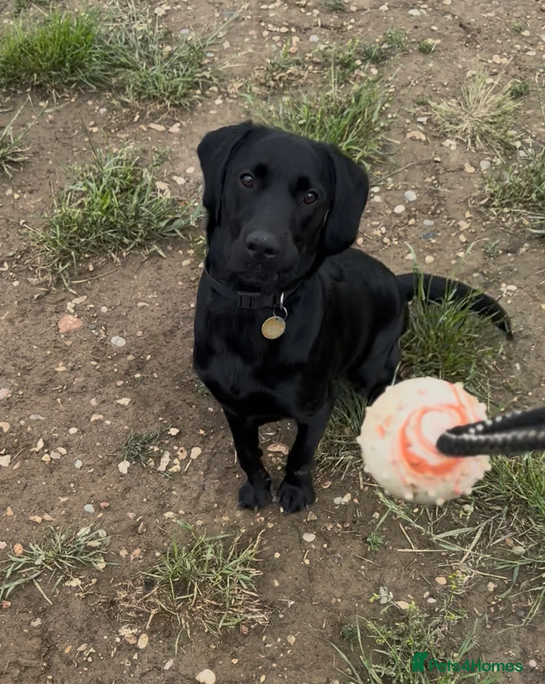 Cockerdor dogs for sale: Gorgeous black 9 month old male Cockador  - Advert 2
