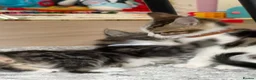 Mixed Breed cats for sale: 😺LOVELY KITTES Available for Collection Today!😺 - Advert 13