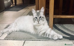 Ragdoll cats for stud: Gorgeous Ragdoll for Stud Duties - Advert 4