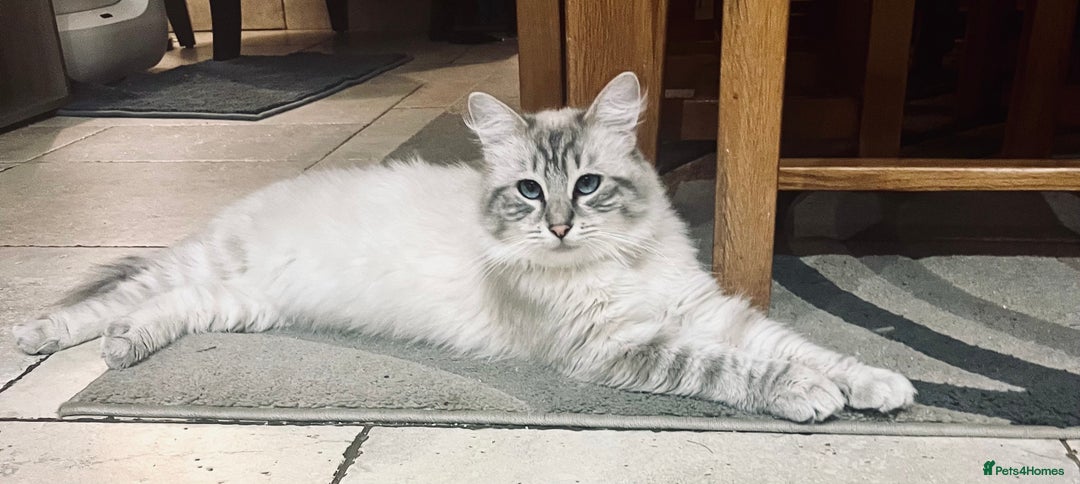 Ragdoll cats for stud: Gorgeous Ragdoll for Stud Duties - Advert 4