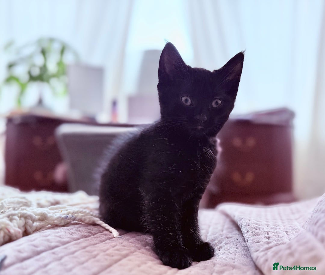 British Shorthair cats for sale: Pairs of Kittens - £100 for 2 (must be paired) - Image 9