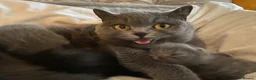 British Shorthair cats for sale: Exclusive Pedigree British Shorthair Kittens - Advert 21