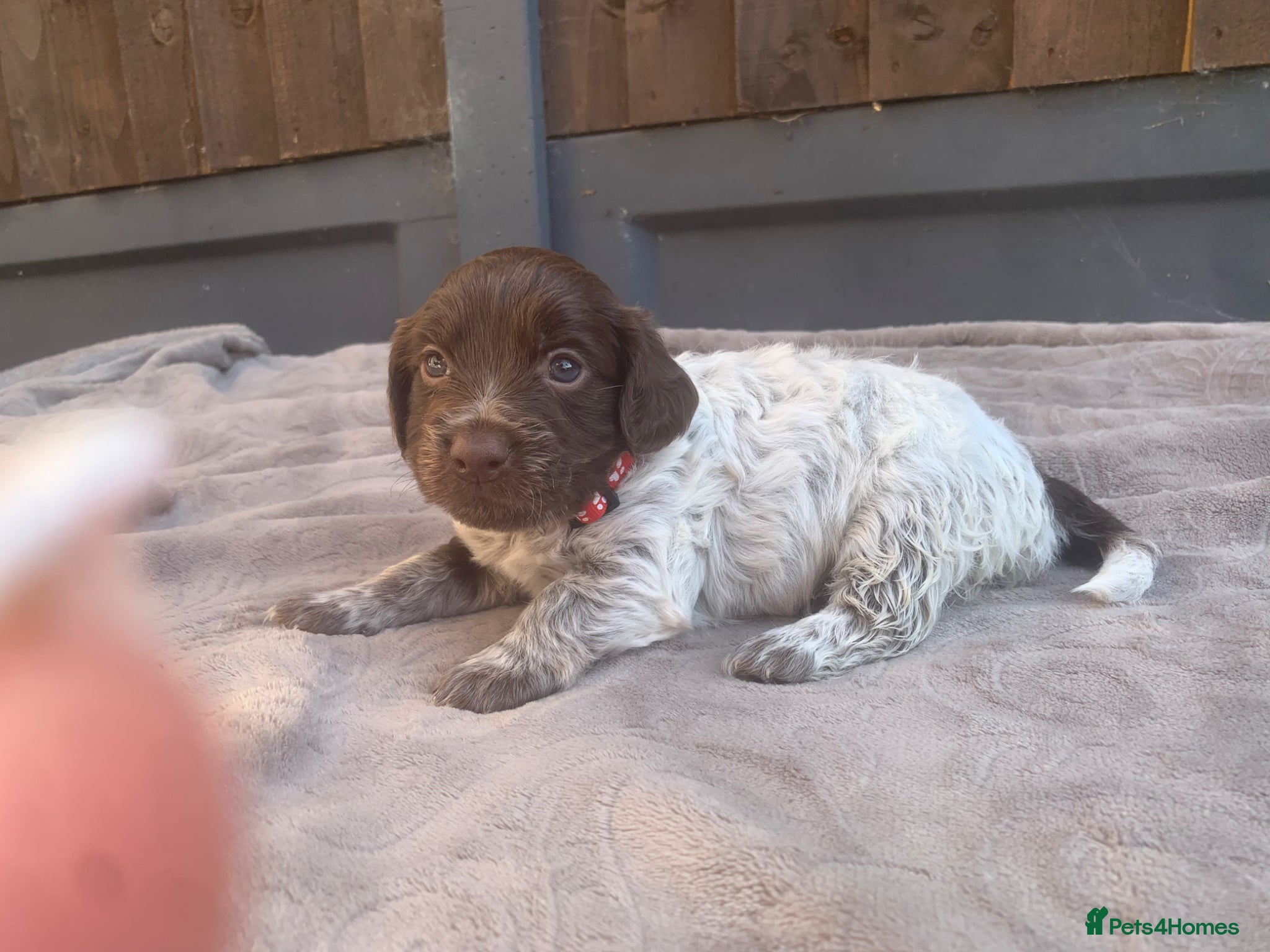 Mixed Breed dogs  german shorthaired pointer/ - Advert 2