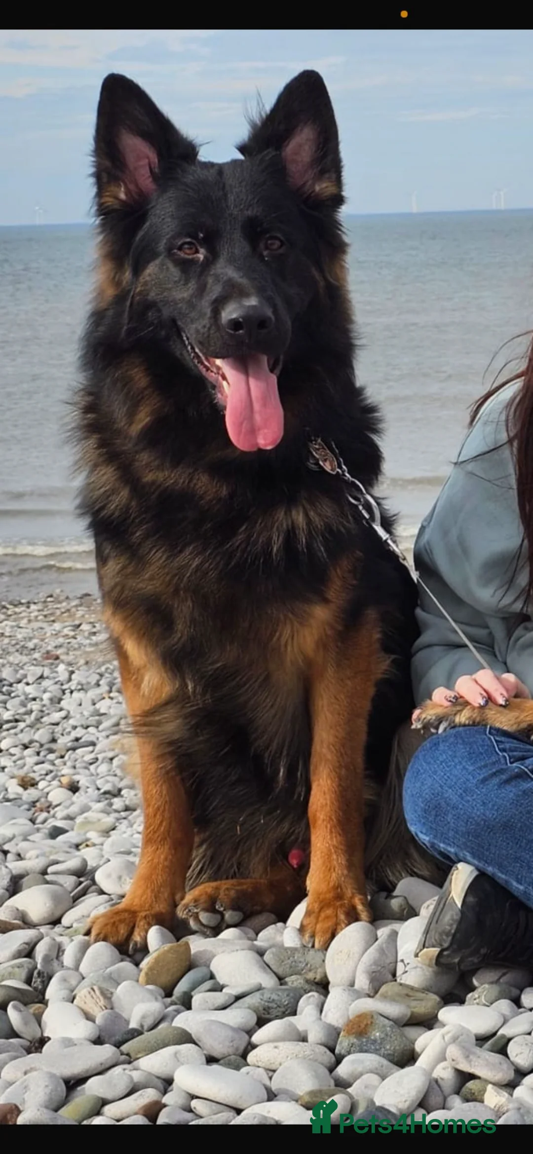 German Shepherd dogs for sale: Stunning Pedigree Male German Shepherd Puppy - Advert 14