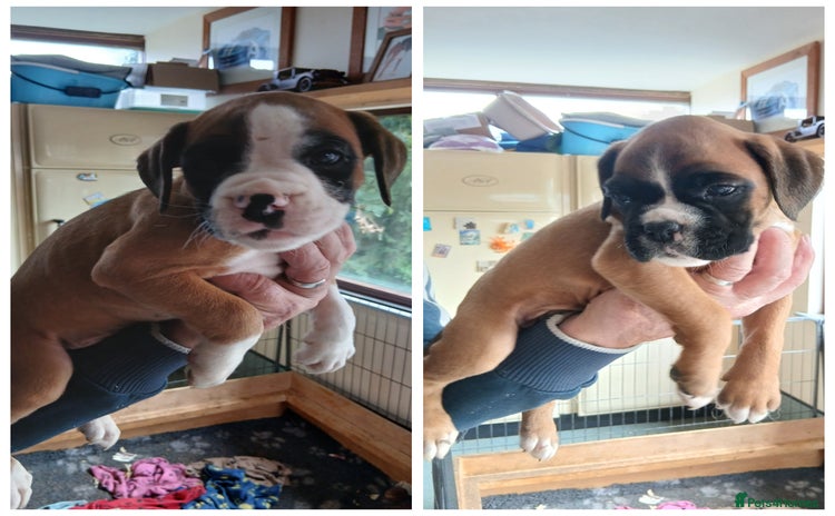 Boxer dogs - Advert 2