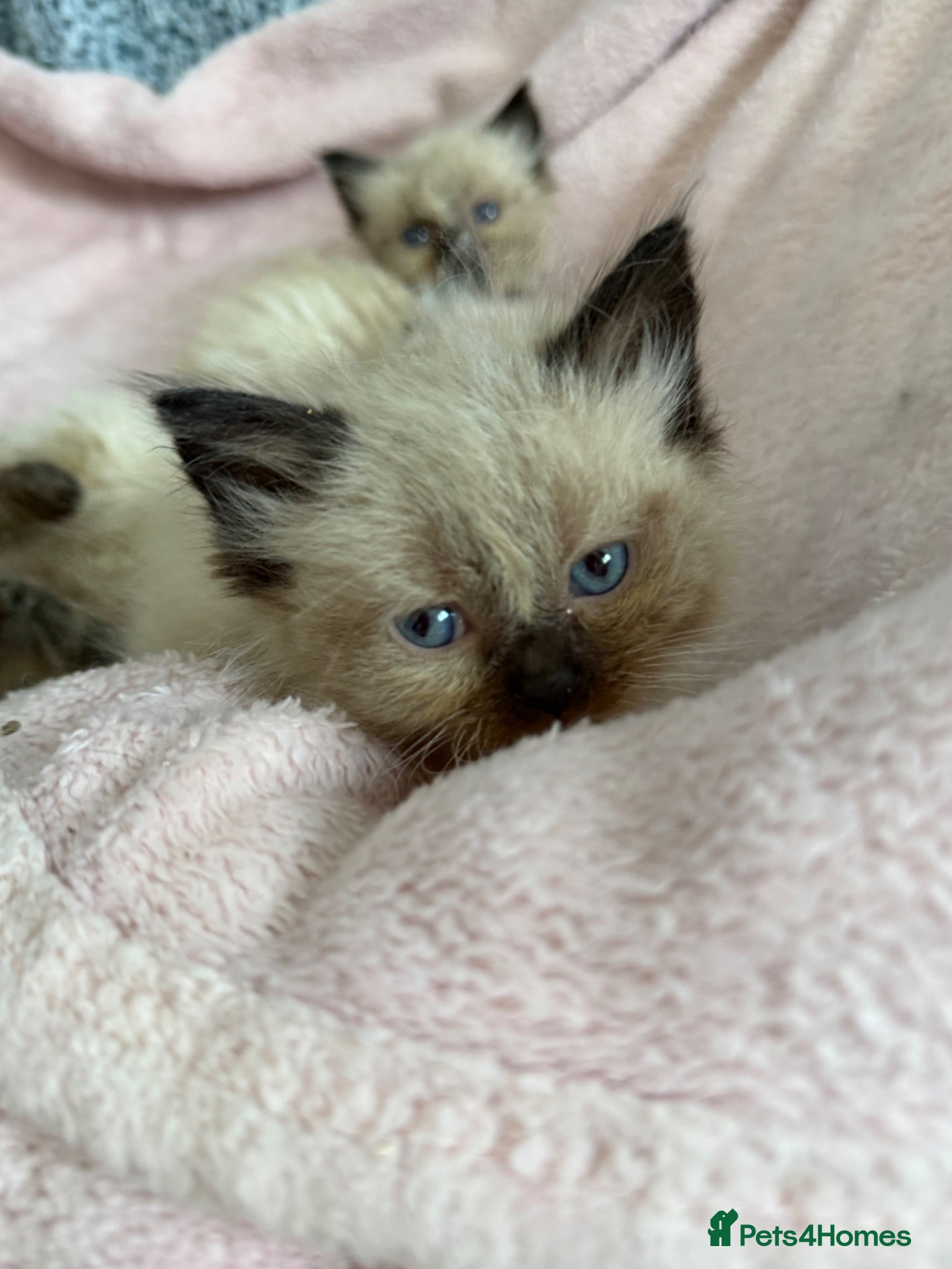 Ragdoll cats Seal point boys and girls kittens  - Advert 7