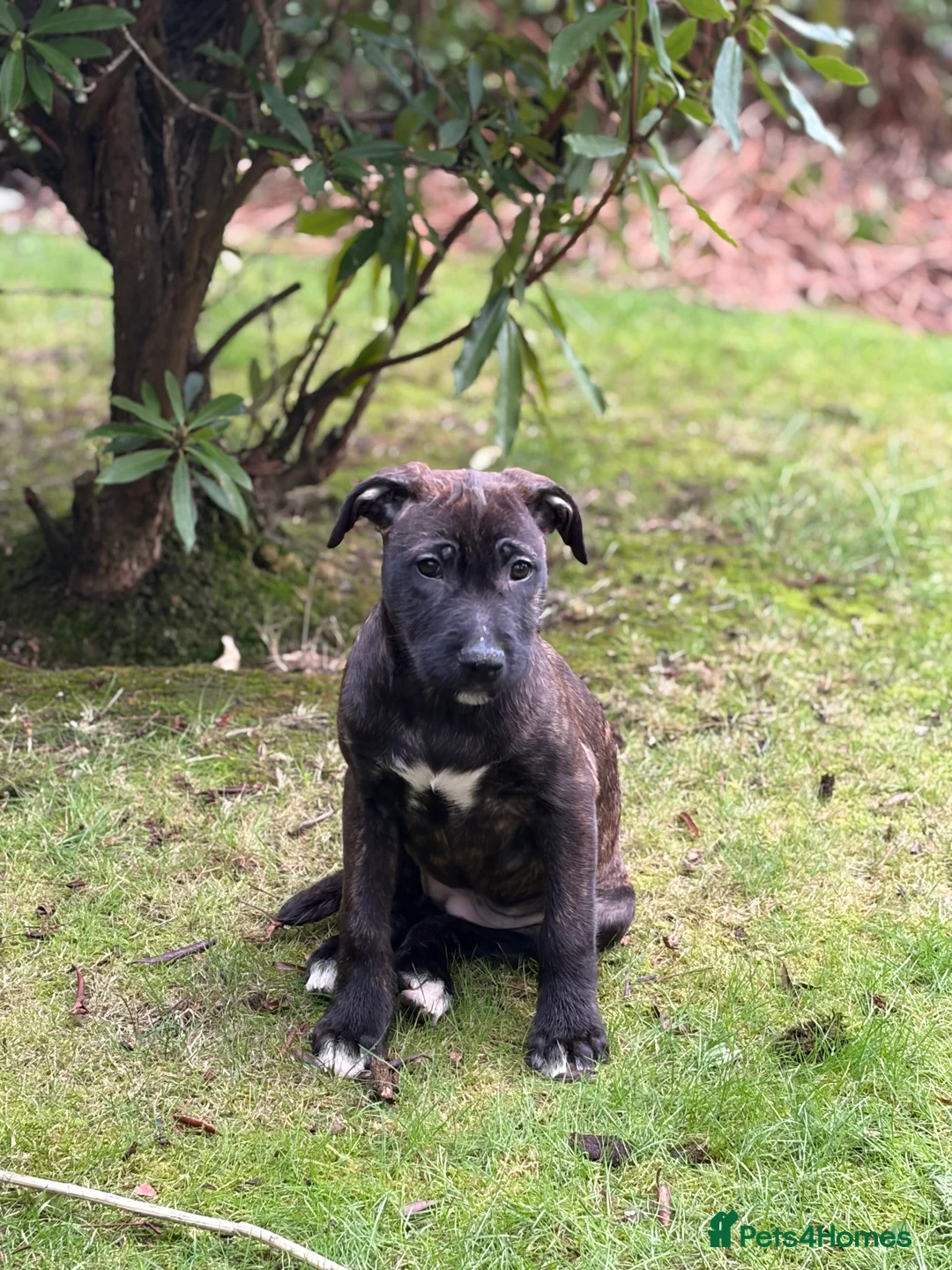 Mixed Breed dogs for sale: Lovely wheaten terrier x girl in Stirling - Advert 8