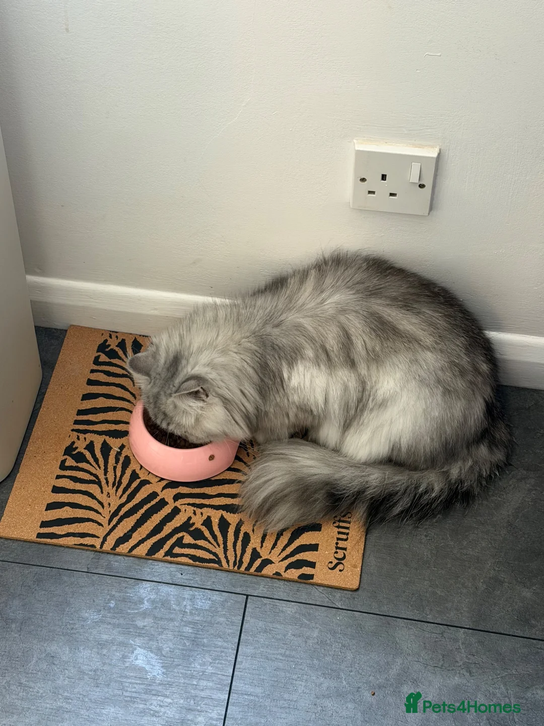 Persian cats for sale: 18 month Persian male  - Advert 3