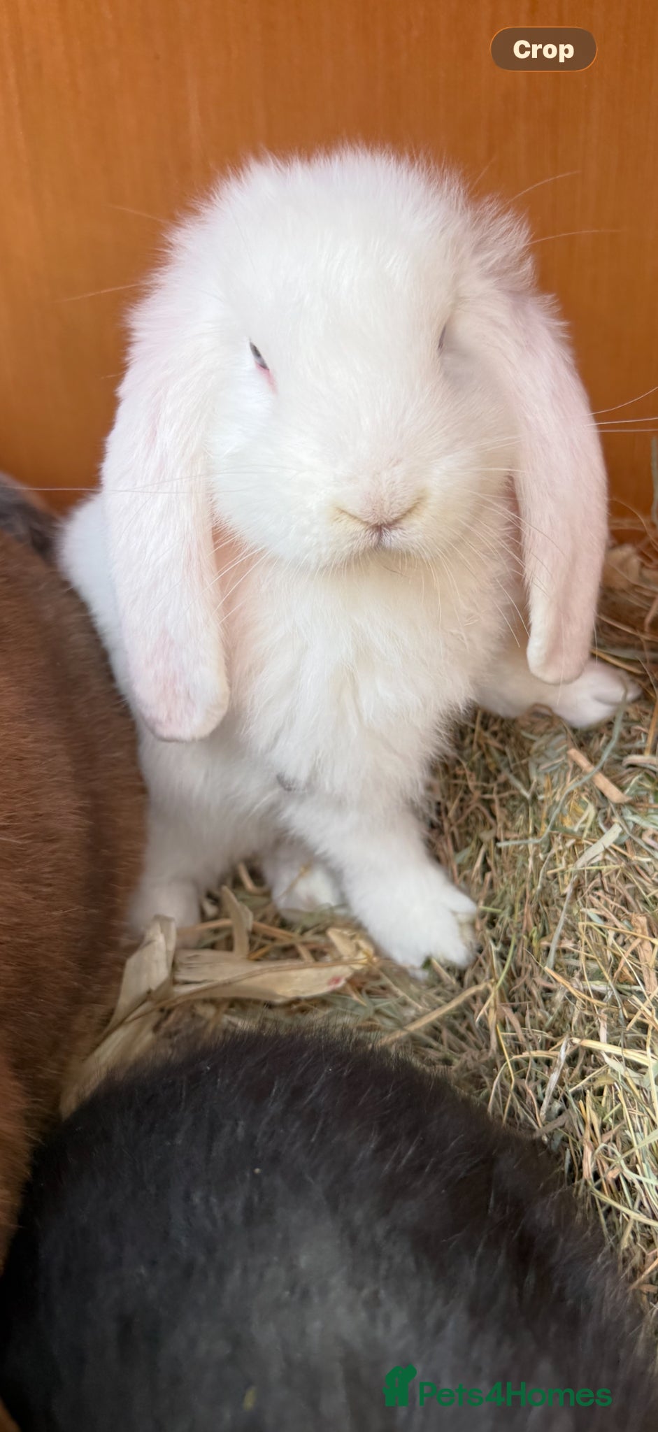 French Lop rabbits Ready now Stunning blue eyed French lops  - Advert 6
