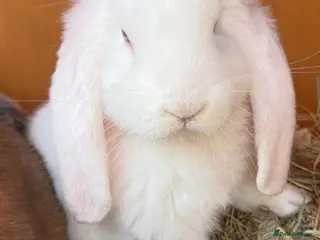 French Lop rabbits Ready now Stunning blue eyed French lops - Advert 6
