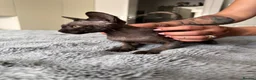 Sphynx cats for sale: 😍 Lovely SPHYNX Kitten 😍 - Advert 2