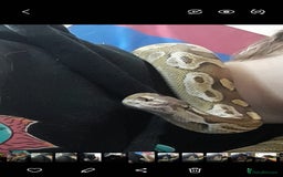 Snake reptiles for sale: Royal Python & enclosure  - Image 6