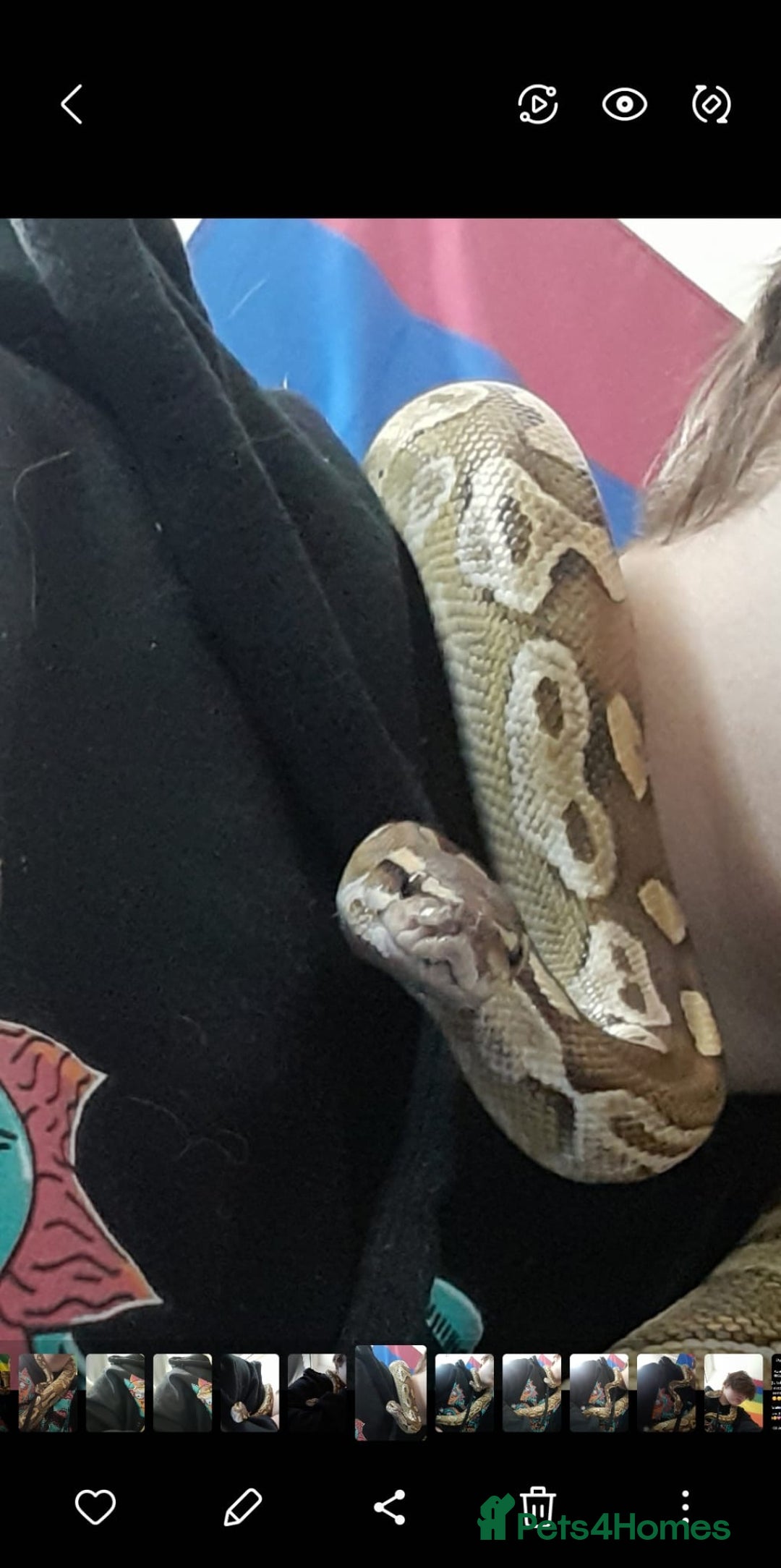 Snake reptiles for sale: Royal Python & enclosure  - Image 6